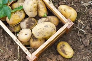 raccolta di patate mature in scatola di legno prodotti agricoli da campo di patate, pianta di patate fresche