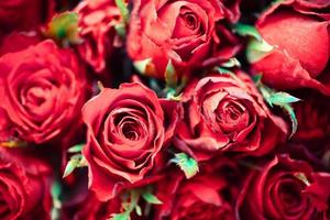 primo piano rosa sfondo fiori amore romantico giorno di san valentino concetto, fiori multicolori sbocciano rose rosse fresche naturali bouquet di fiori foto
