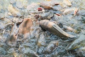 pesce gatto che mangia cibo nella fattoria del pesce gatto, nutre molti pesci d'acqua dolce agricoltura acquacoltura, pesce gatto che galleggia per respirare sull'acqua superiore nel lago vicino al fiume asiatico foto