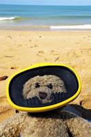 orsacchiotto con maschera subacquea sulla spiaggia di sabbia in thailandia. foto