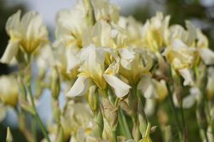 piante da fiore con fiori vistosi - iris bianco-giallo in giardino. foto