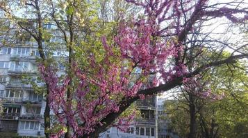 albero con gigli in fiore all'aperto in primavera foto