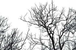 silhouette albero morto su sfondo bianco cielo per una morte pacifica. disperazione e concetto senza speranza. triste di natura. modello unico di ramo morto. sfondo astratto di notte di halloween. albero senza foglie. foto