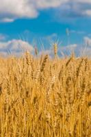 campo di grano, raccolto fresco di grano