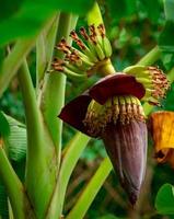 albero di banane e foglie verdi con fiori di banana. il cuore di banana è la materia prima per preparare pesce e carne vegani. stella del cibo vegano. cibo alternativo senza carne. pasti a base vegetale. fiore dalla pelle viola. foto