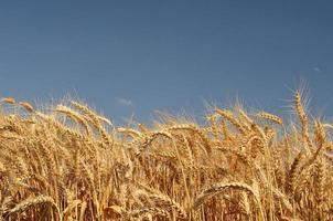 campo di grano dorato con cielo blu sullo sfondo