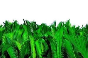 nypa fruticans wurmb nypa, palma atap, palma nipa, palma di mangrovie. foglie verdi di palma isolati su sfondo bianco. foglia verde per la decorazione di prodotti biologici. pianta tropicale. foglia esotica verde. foto
