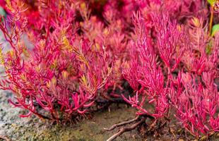 crescita di seablite sueda maritima in terreno acido. piante indicatrici di suolo acido. blu marino rosa. piante amanti dell'acido. sfondo di san valentino. pianta esotica con foglie rosa. foto