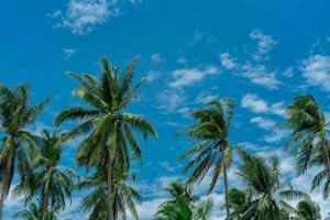 palma da cocco con cielo blu e nuvole. piantagione di palme. fattoria di cocco. vento che soffia lentamente foglie verdi di palma da cocco. albero tropicale con cielo estivo e nuvole. albero da spiaggia estivo. foto