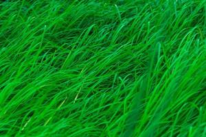 erba verde con foglie lunghe. sfondo verde naturale di struttura dell'erba degli steli. sfondo organico e sano. sfondo per prodotto cosmetico biologico.