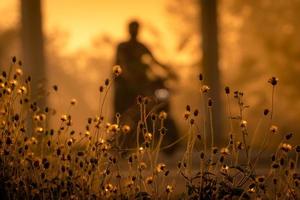 fiore d'erba accanto alla strada su sfondo sfocato di persone che guidano una moto al mattino con la luce del sole. sole mattutino dorato al campo di fiori di erba. foto