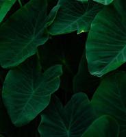 foglie verdi del primo piano dell'orecchio di elefante nella giungla. sfondo texture foglia verde con motivo minimo. foglie verdi nella foresta tropicale su sfondo scuro. carta da parati verde. giardino botanico foto