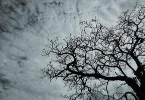 silhouette albero morto sul cielo drammatico scuro e nuvole bianche. concetto di morte, lamento, tristezza, dolore, disperazione e disperazione. sfondo astratto di giorno di halloween. alzando lo sguardo sull'albero morto. albero senza foglie. foto