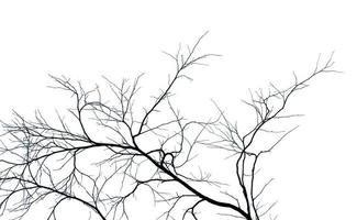 albero morto e ramo isolato su sfondo bianco. rami neri dello sfondo dell'albero. sfondo di struttura della natura. ramo di un albero per la progettazione grafica e la decorazione. arte su scena in bianco e nero. foto