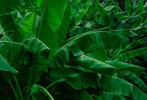 foglie di banana verde su sfondo scuro. foglia di banana in giardino tropicale. foglie verdi con un bel motivo nella giungla tropicale. pianta naturale in giardino tropicale. sfondo della natura. carta da parati verde. foto