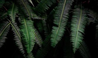 foglie di felce su sfondo scuro nella giungla. foglie di felce verde scuro dense in giardino di notte. sfondo astratto della natura. felce alla foresta tropicale. pianta esotica. bella trama di foglie di felce verde scuro.