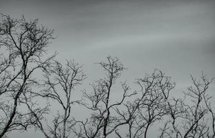 albero nudo su sfondo grigio cielo. sagoma albero morto. sfondo per morti, solitari, senza speranza e tristi. modello di bellezza dei rami degli alberi. fragilità e incertezza del concetto di vita. morte pacifica. foto