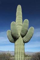 cactus Saguaro foto