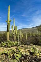 cactus gigante del saguaro al parco nazionale del saguaro, Arizona foto