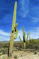 cactus gigante del saguaro al parco nazionale del saguaro, Arizona foto