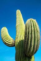 cactus Saguaro foto