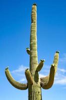 parco nazionale del saguaro foto