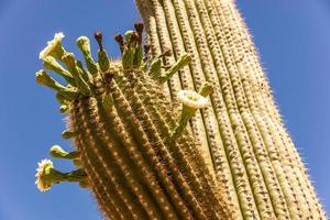 fiori di cactus saguaro