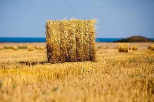 raccolto campo di grano collinare con balle di paglia