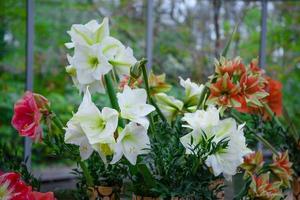 amaryllis, giglio di belladonna nel parco di keukenhof, lisse, olanda, paesi bassi foto