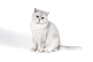 il gatto fumoso lorthair britannico isolato su bianco è sconvolto e pensa foto