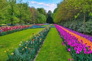 tulipani colorati arancioni e viola, parco keukenhof, lisse in olanda foto