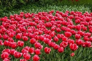 tulipani rossi colorati, parco keukenhof, lisse in olanda foto