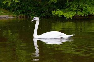 cigno sull'acqua blu del lago in una giornata di sole foto