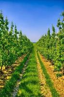filari di giovani meli nella campagna belga, benelux, hdr foto