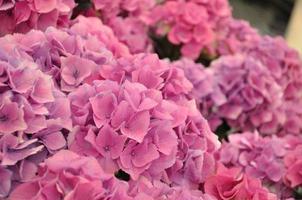 ortensia rosa bodensee che fiorisce nel parco keukenhof in olanda foto