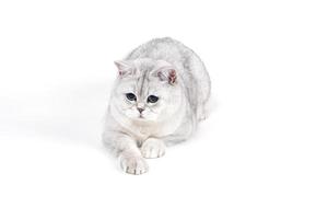 gatto fumoso lorthair britannico isolato su bianco sdraiato rilassato foto