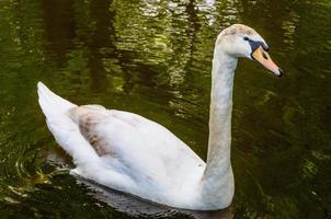 cigno sull'acqua blu del lago in una giornata di sole foto