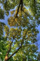 rami di alberi con foglie, mainz, rheinland-pfalz, germania foto