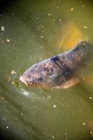 pesce gatto in un lago a palmen garten, francoforte sul meno, hessen, germania foto