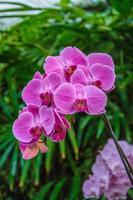 fiore di orchidea striato rosa con sfondo di foglie. foto