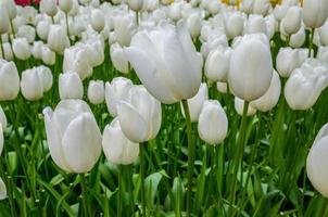 tulipani bianchi in macro, parco keukenhof, lisse, olanda foto