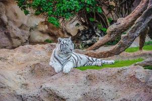 tigre bianca del Bengala a loro parque, tenerife, isole canarie. foto