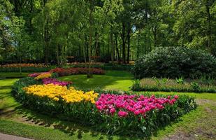 tulipani colorati, parco keukenhof, lisse in olanda foto