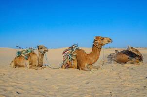 cammelli dromedari sdraiati sulla sabbia nel deserto del sahara, tunisia, africa foto