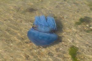 primo piano di meduse in acqua foto