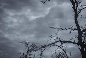 sagoma albero morto e ramo su sfondo grigio cielo. rami neri dell'albero. sfondo di struttura della natura. sfondo artistico per triste, morto, solitario, senza speranza e disperazione. sfondo di morte solitaria. foto