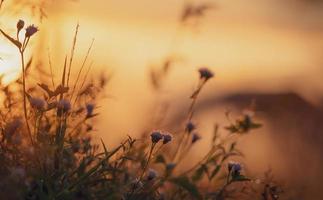 messa a fuoco selettiva su fiore d'erba e ragnatela sullo sfondo sfocato del cielo arancione dell'alba. fiore di erba di prato al mattino con alba dorata. campo in erba con cielo all'alba. pace e tranquillità. foto