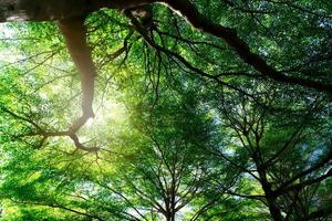 vista dal basso del tronco d'albero alle foglie verdi dell'albero nella foresta tropicale. ambiente fresco nel parco. la pianta verde dà ossigeno nel giardino estivo. la foresta è il polmone del concetto umano. concetto di respiro fresco. foto