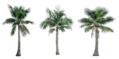 set di albero di cocco isolato su sfondo bianco. Palma. palma tropicale. foto
