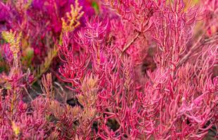 crescita di seablite sueda maritima in terreno acido. piante indicatrici di suolo acido. blu marino rosa. piante amanti dell'acido. sfondo di san valentino. pianta esotica con foglie rosa nella foresta di mangrovie. foto